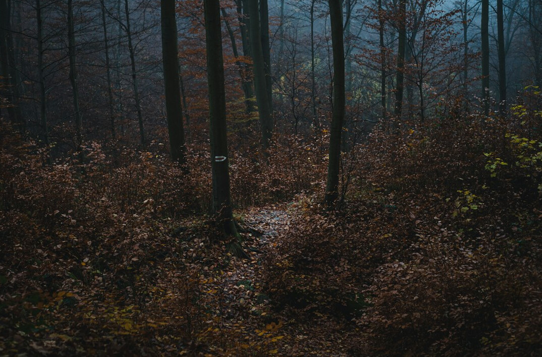 dark forest path at dusk