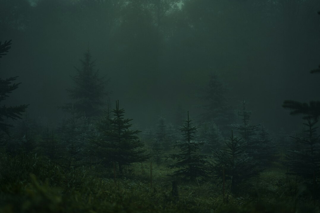 dark foggy forest at night